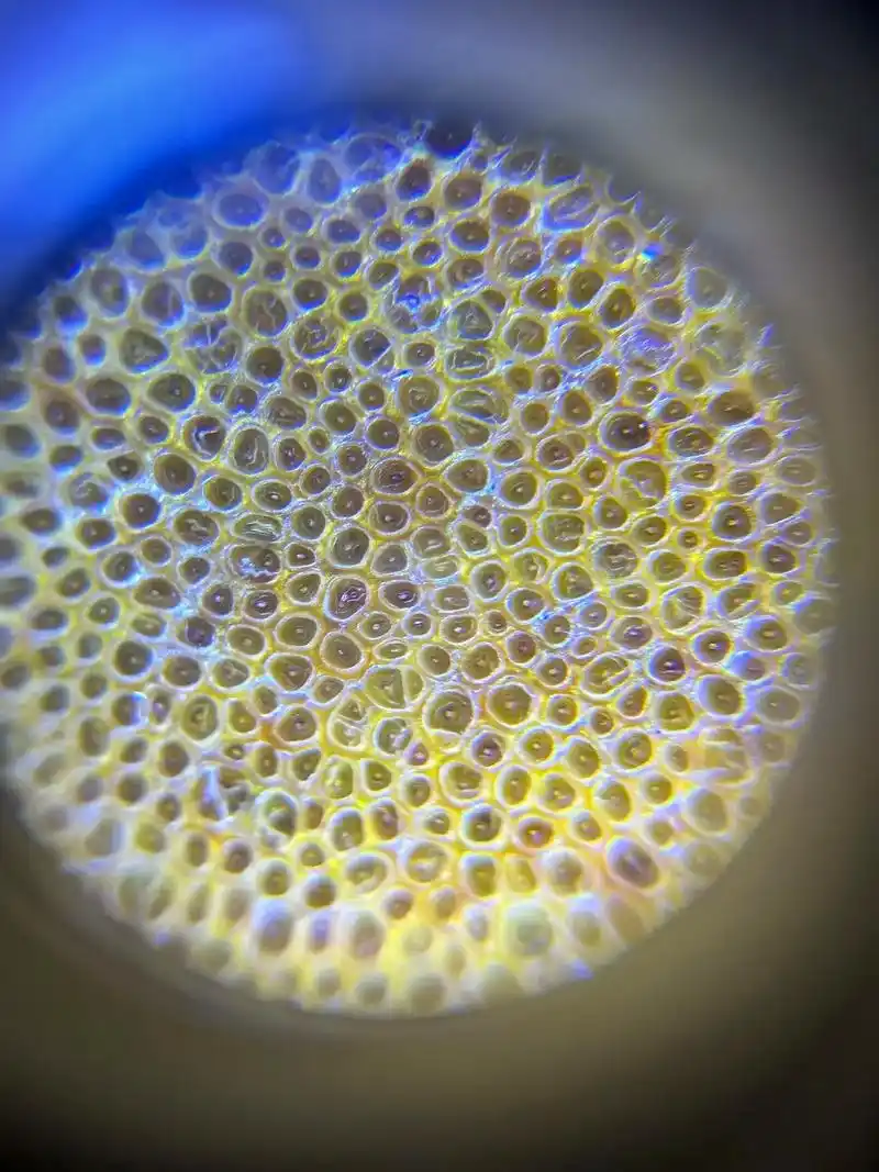 微观世界 #犀牛角 #亚犀#鱼籽纹 - 抖音