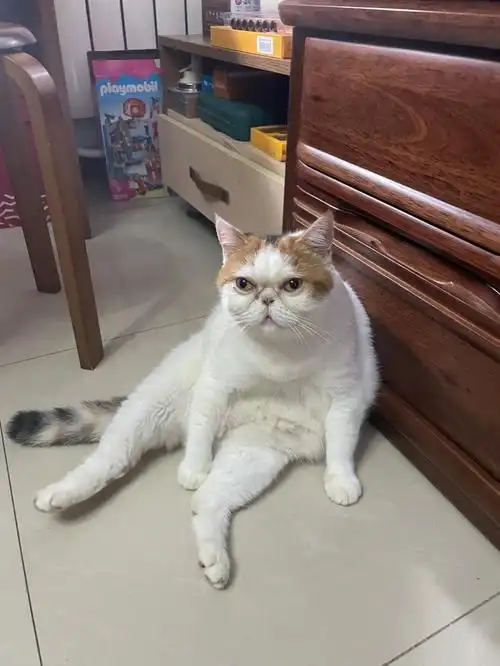 盘点家里的猫2加菲美短