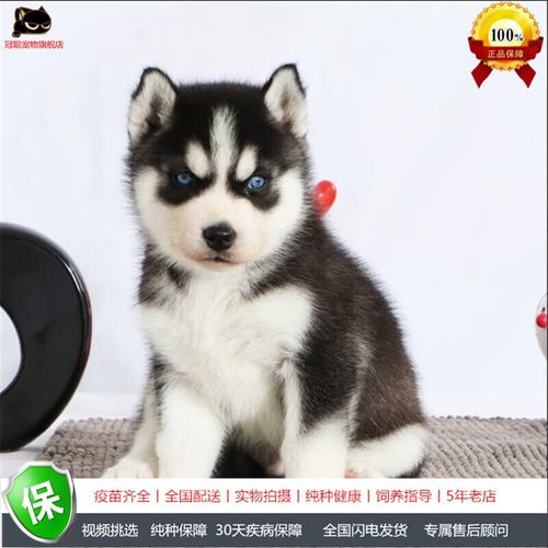 冠聪纯种哈士奇幼犬活体西伯利亚三火哈士奇犬活物蓝眼狼狗宠物哈士奇
