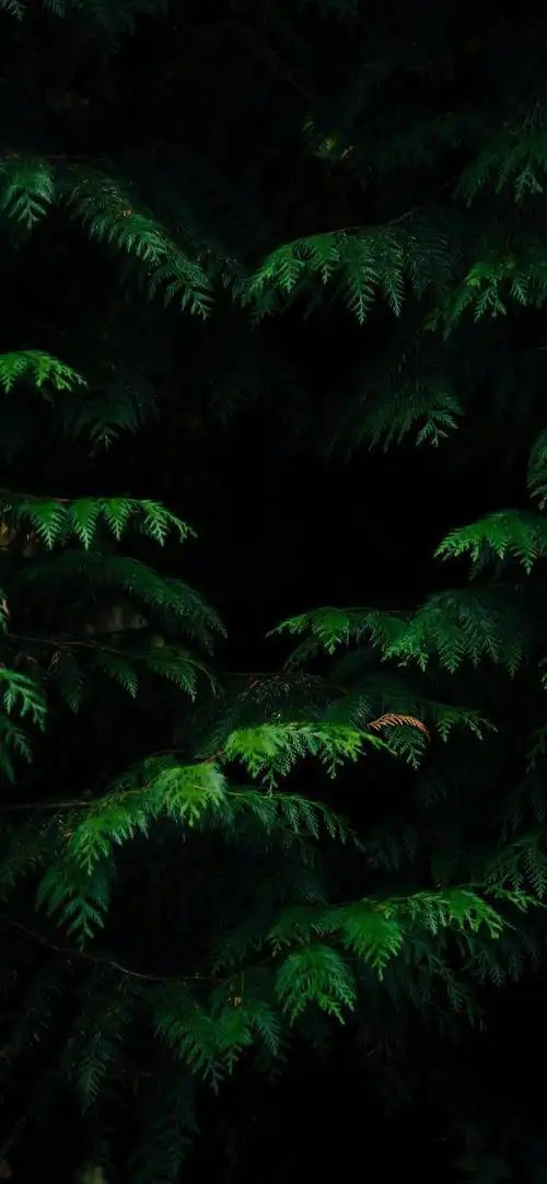 护眼壁纸|放慢脚步,感受生活的慢节奏