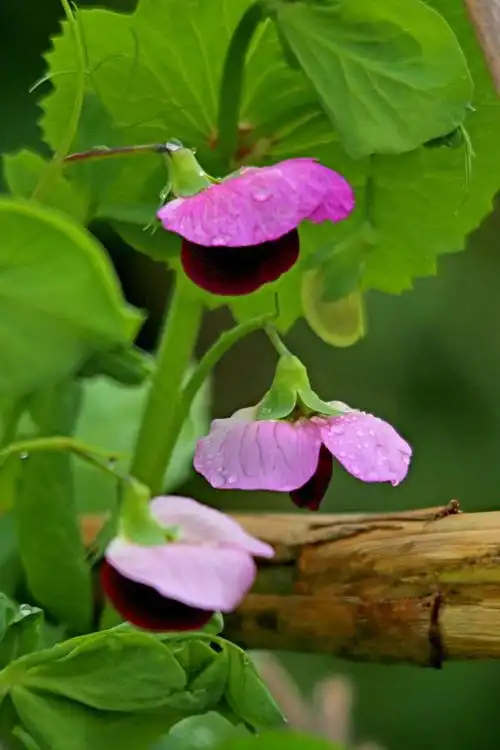 蚕豆花盛开的季节 - 美篇