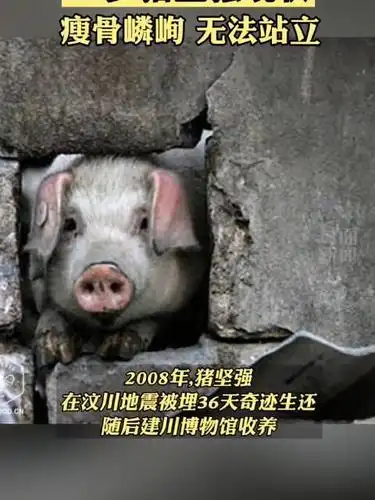 14岁猪坚强现状瘦骨嶙峋无法站立