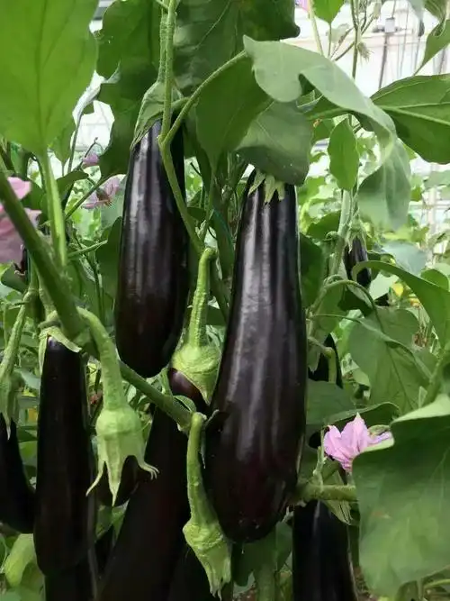 丰亿农业技术有限责任公司茄子品种展示