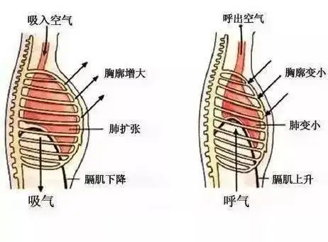 中低声区声音不够深邃磁性?一招让你找到胸腔共鸣的发声位置!