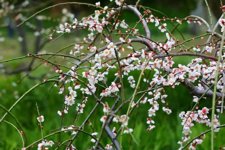 绿萼梅花报春来