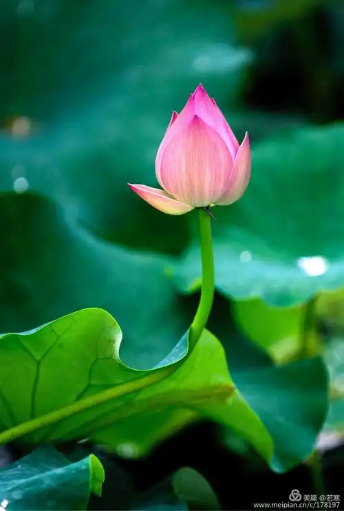 来生愿做一朵莲