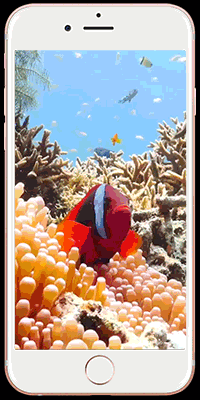 鱼缸 海洋 热带 小丑鱼 海底 动态 锁屏 livephoto 动图 壁纸