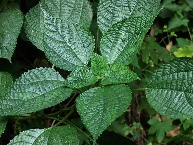苎麻荨麻科苎麻属
