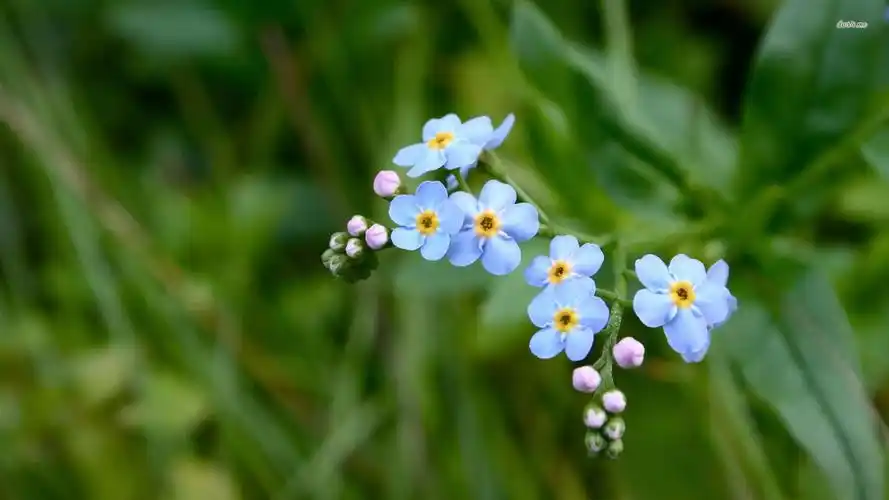 相思美花勿忘我唯美意境