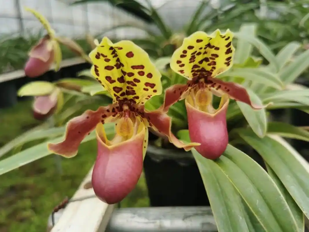 "多样地球 美丽家园"丨粉红袋子的亨利兜兰