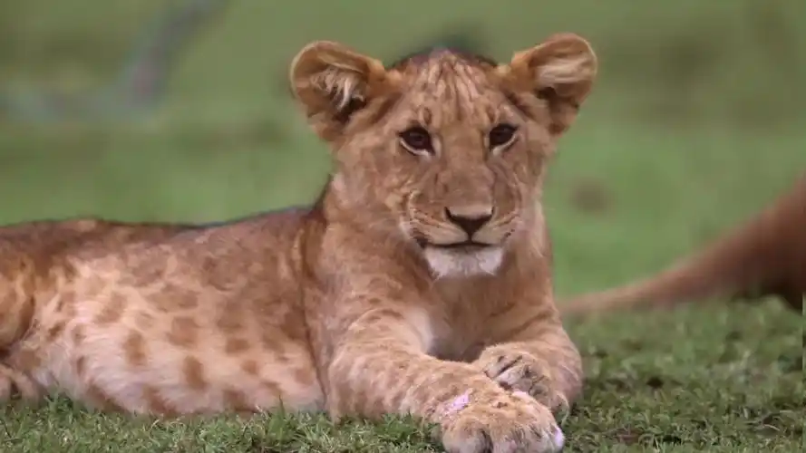 小狮子:呆萌中透漏着霸气