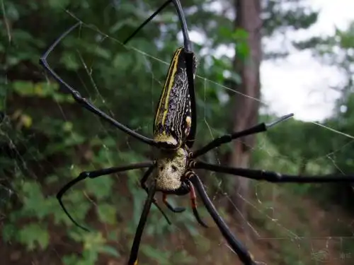 中国常见毒蜘蛛有没有致命的