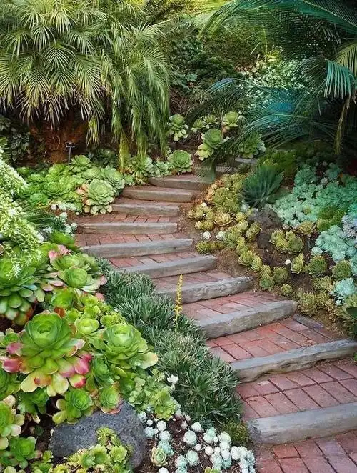 种满多肉的小院,原来比花园还美!