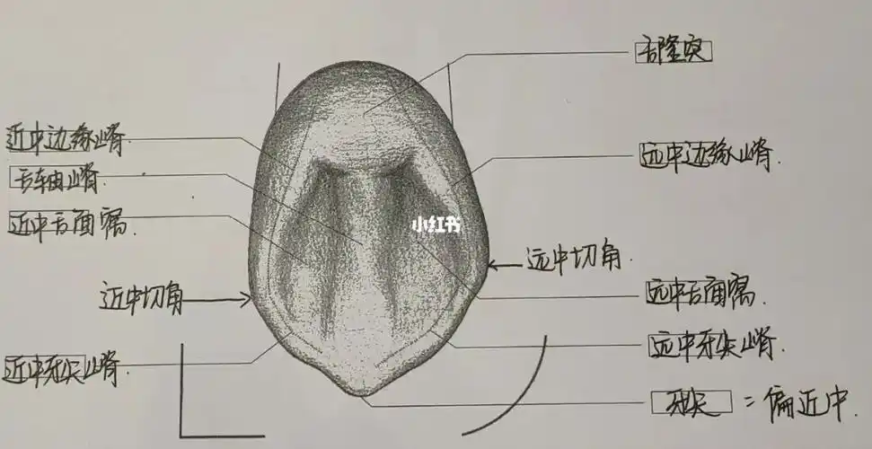 尖牙牙体形态13