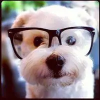 哈士奇戴眼镜头像_微信头像图片大全