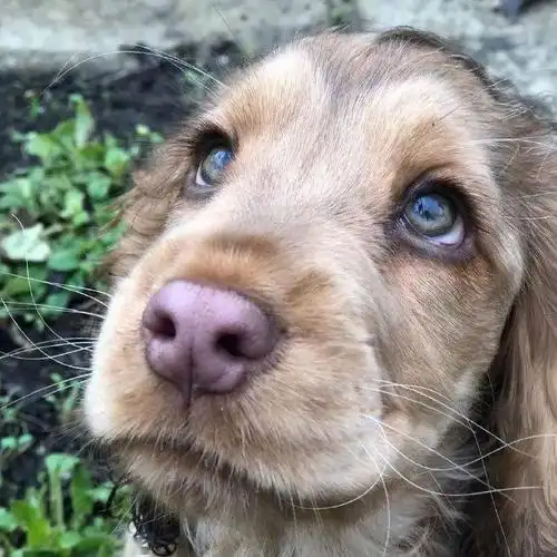 英国一狗狗因眼睛漂亮而走红,网友:像迪士尼公主…_金毛趁