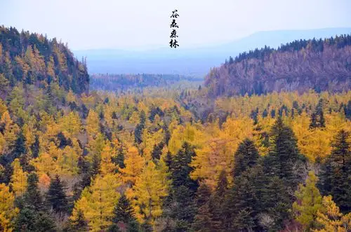 长白山-北坡景区-谷底森林-行走的张小否