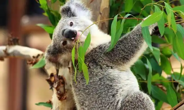 树袋熊吃的食物为什么对人类有毒呢 | 半眠日记