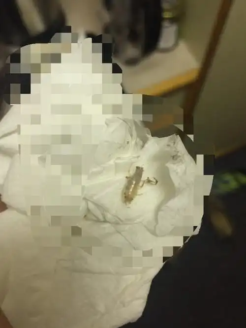 白色略透明脆脆的透明壳,在地毯上爬得不快,对称很多只足.