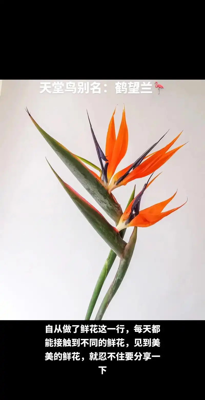 天堂鸟.今天又认识了一个新的品种:天堂鸟花语是:怀念,自由, - 抖音