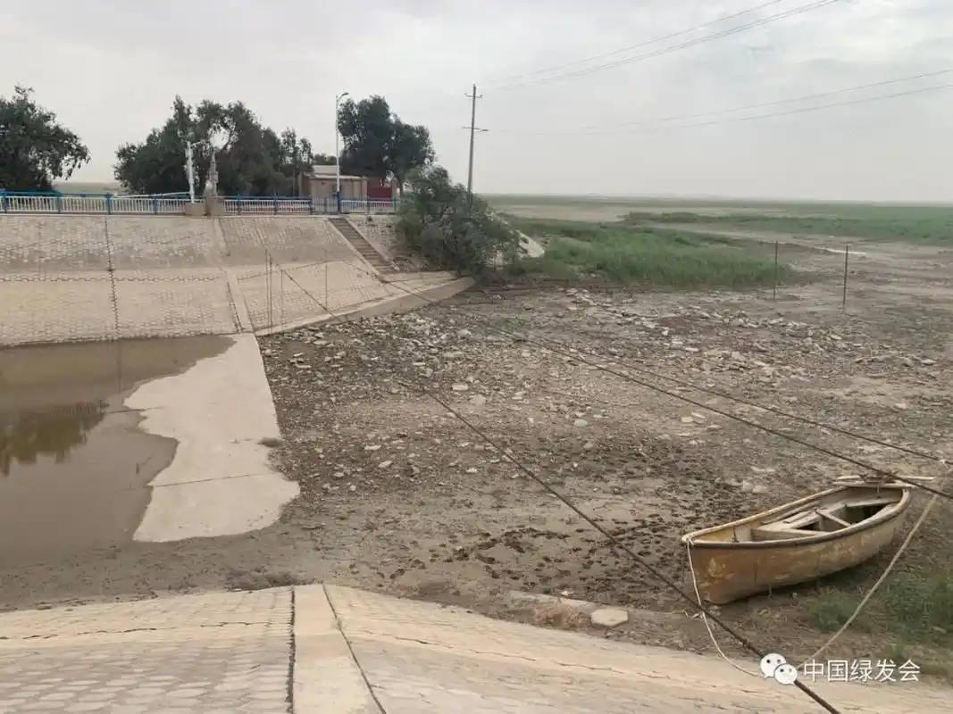 2021罗布泊科学考察:孔雀河,塔里木河农灌区下游断流,棉田长势茁壮