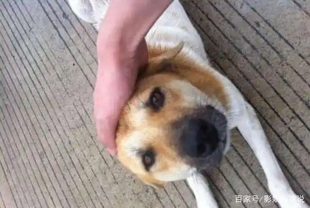 不少人经常"摸狗头",你知不知道在狗狗心里,这代表着什么?