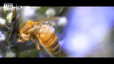 如果蜜蜂消失了