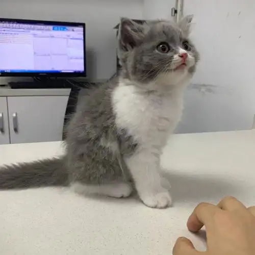 新手养猫两个半月的英短刘万金男宝宝