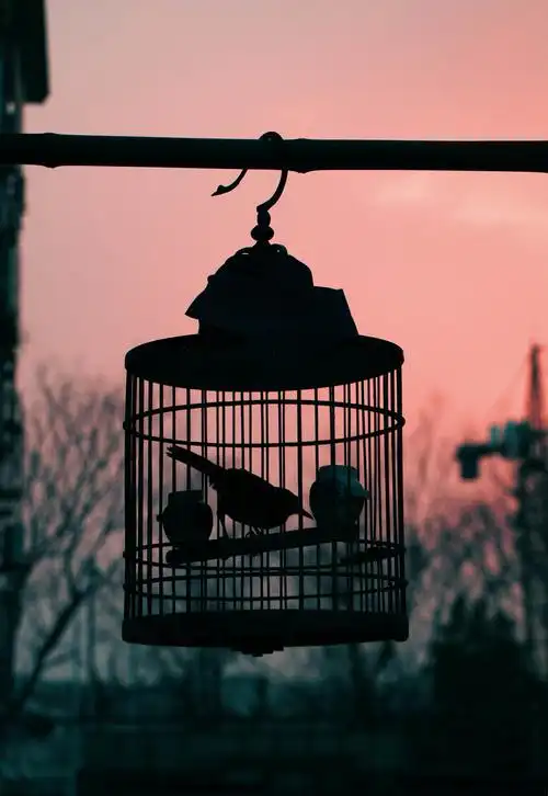 笼中的画眉鸟不知道它多么渴望冲破牢笼