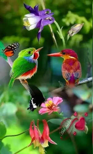 树上鸟儿成双对