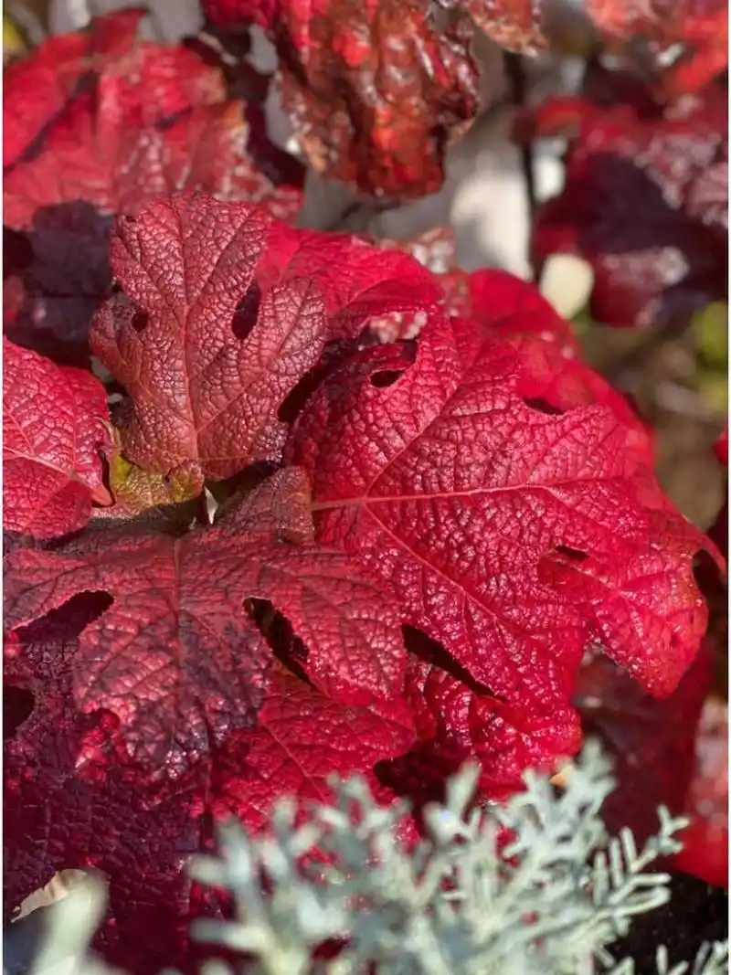 花园植物栎叶绣球红宝石拖鞋种了不后悔 开花花絮能够达到差不多40公