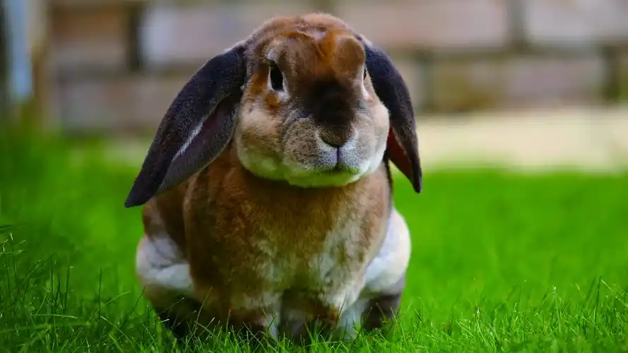 回车桌面>电脑壁纸>动物>可爱的小兔子文艺小清新写真>