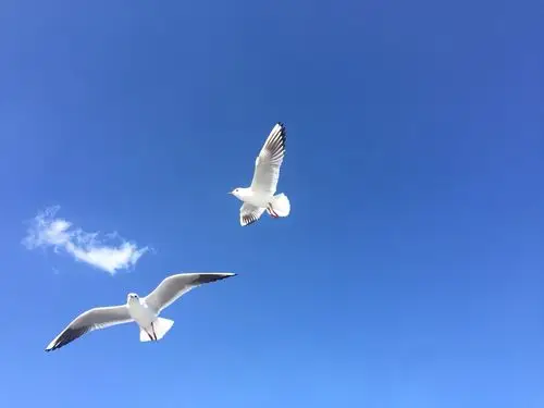 云南耳海蓝天下的海鸥