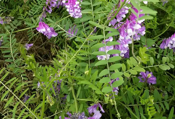 俗称"腰痛草",又名野豌豆,过往至今均被忽视,你可知道珍贵?