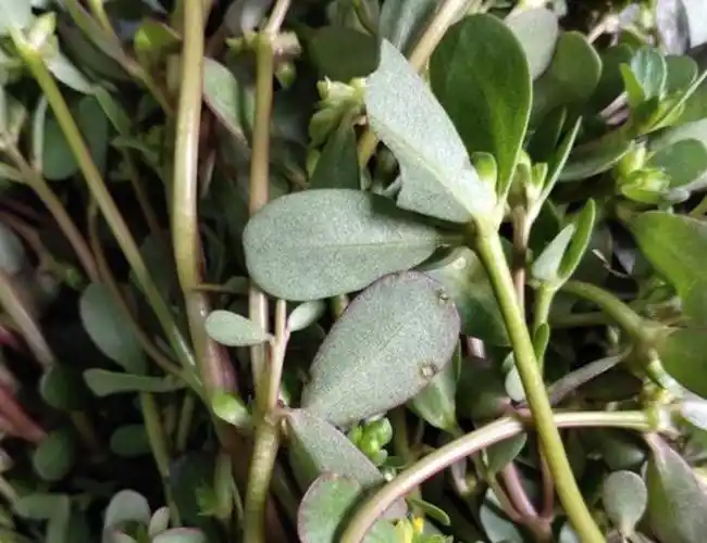 瓜子菜的功效与作用 瓜子菜的食用方法