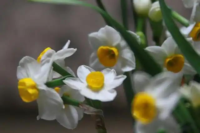 金盏银台( 35张 )