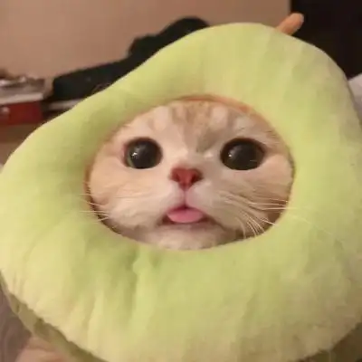 可爱暴击,小猫太可爱了_女生头像_我要个性网