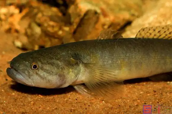 七彩塘鳢_眼尾新几内亚塘鳢百科图片_饲养繁殖_雌雄鉴别_sbike