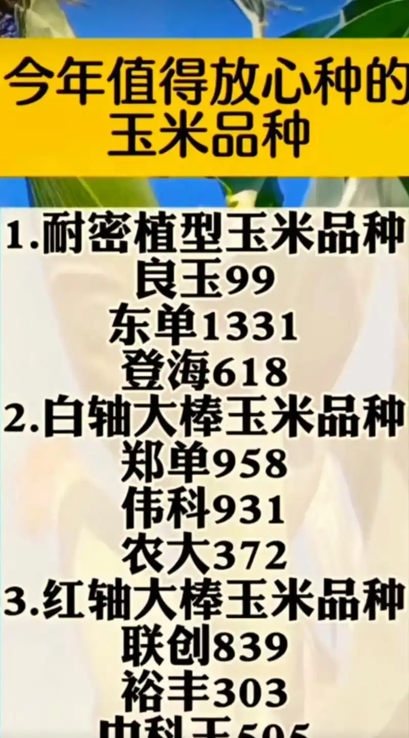 最新国审高产玉米种子 #紫根紫杆高产大棒 #国审矮杆大棒王 - 抖音