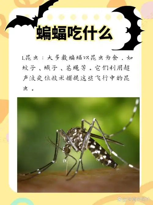 昆虫:大多数蝙蝠以昆虫为食,如蚊子,蛾子,苍蝇等.