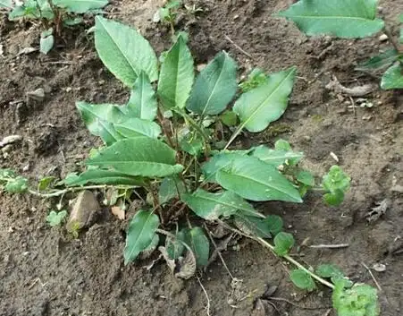 拳参的功效与作用