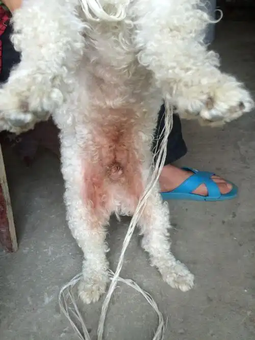 谁知道狗狗肚子很红是怎么回事啊?