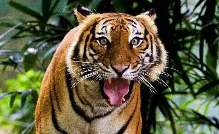 00:4300:00动物园老虎威严吼叫声音效00:0600:00动物园凶猛老虎叫音效