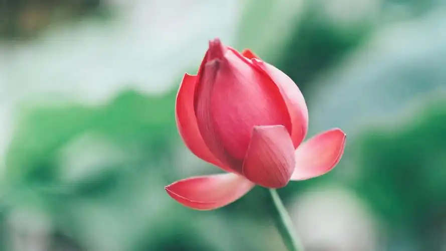 端庄秀丽的荷花