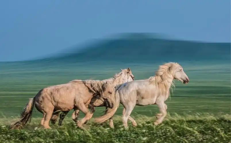 美丽的锡林郭勒大草原,奔腾的蒙古马
