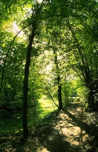 树木高清图片素材三(40p)[photoshop资源网|ps教程|psd模板|照片处理