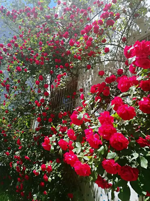 非常喜欢漂亮的花呀和大自然的美丽风景.