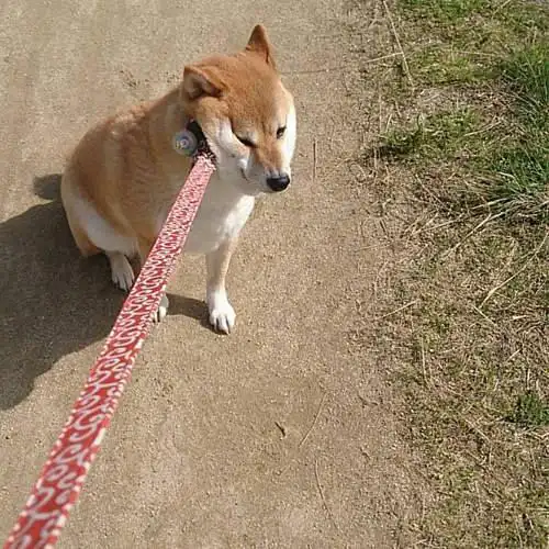 誓死不从的柴犬说不走就是不走能奈我何