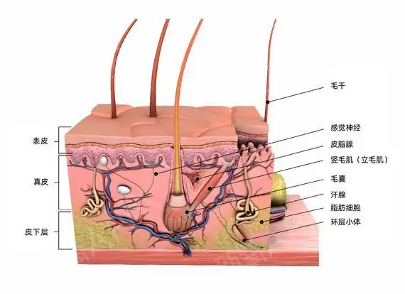 毛囊与头皮环境
