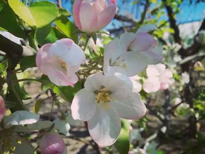 春天代着个性的唯美,使我们领略大自然的美景.桃花,杏花,果花.